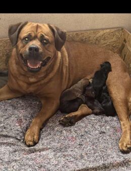 Hunde-Mischlings-Welpen - Busdorf