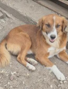 Junger Rüde 117750 stellt sich vor - Köln