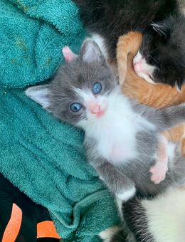 Maine coon bkh mix - Nittenau