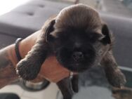 Shitzu Mops Mix Welpen - Kamen