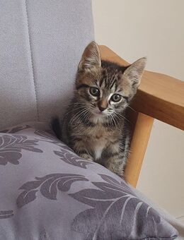 Babykatze Hauskatze Weibchen - Hattorf (Harz)
