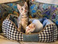 Mia & Daisy aus dem Tierschutz - Grevenbroich