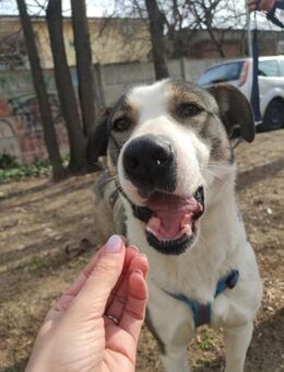 LUNA - ganz liebe Maus, sucht und sucht - Gevelsberg