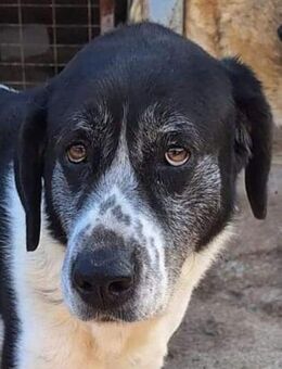 Notis 1000 Pünktchen und ein großes Herz - Mettmann