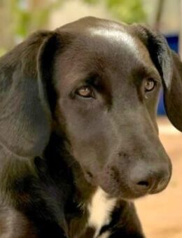 Suzie 2 -freundlich, viel Energie- - Oldenburg