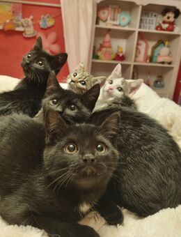 Süße Kitten Babykatzen suchen ein zu Hause - Egmating