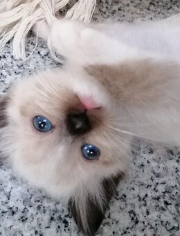 Zuckersüße Ragdoll/Heilige Birma Kitten abzugeben - Sinntal