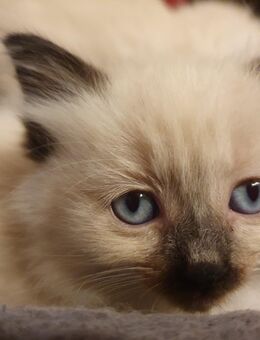 5 süße reinrassige Ragdoll Kitten - Zahna-Elster