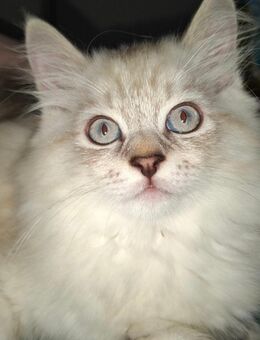 Heilige Birma & Main Coon Mix - Schönebeck (Elbe)