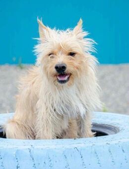 Vorsichtiger Jetem sucht warmes Körbchen - Duisburg