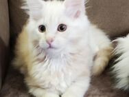 Verschmuste Maine Coon Kitten - Berlin Reinickendorf