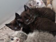 Maine Coon Mix Kitten ab Mitte Juni Auszugsbereit - Herne
