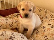 Unsere Labrador Retriever Welpen sind da, blond, weiß - Wulfsen