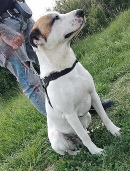 Louan - treue Seele - Dreikirchen