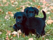 Süße Labradoodle Welpen F1 Medium Labrador Kleinpudel - Harsewinkel (Mähdrescherstadt)