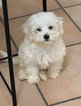 Liebevolle Maltipoo Welpen Hündin - Frankfurt (Main) Niederrad