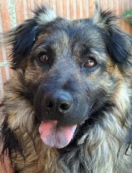 Eddy - Herzensmenschen gesucht - Obertshausen