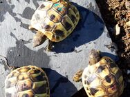 VERKAUFT Griechische Landschildkröten thb 2023 - Spiegelau
