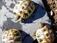 VERKAUFT Nachzucht 2024 Griechische Landschildkröten thb - Spiegelau