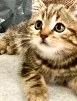 BkH Junge/Kitten reinrassig Golden Black Tabby - Bremen