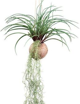 Kunstranke Tillandsia Stricta Sukkulente, Creativ green, Höhe 72 cm, in natürlicher Kokosschale