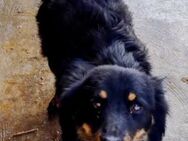 Penny muß aus Rumänien raus - Blankenheim (Nordrhein-Westfalen)