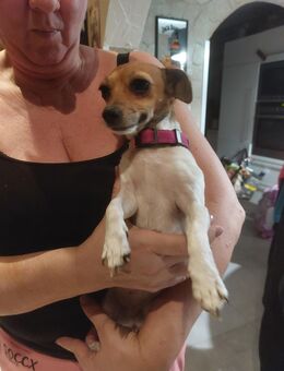 2 Hübsche Jack Rassell Chihuahua Mischlinge - Neuenbürg