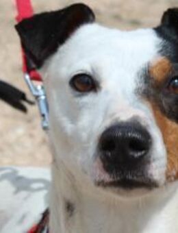 Woody ist ein lieber, süßer Kerl - Bedburg