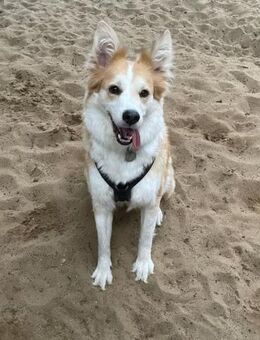 Talisker sucht Dich! - Celle