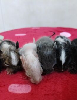 Niedliche männliche Degu Kids in agouti, schwarz,blue-non ,Schecken suchen demnächst Dich! - Hille
