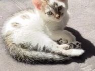 Baby Katze sucht liebevolles Zuhause - Bielefeld Ummeln