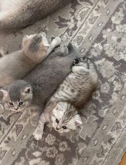 Bkh Kittens silver shaded - Kiefersfelden