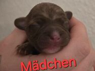 Kleinbleidende Brindle Chihuahua-Mischlingswelpen - Bautzen