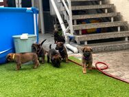 Welpen Deutscherschäferhund - Malinois - Gemünden (Landkreis Rhein-Hunsrück-Kreis)