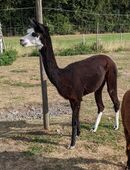 Huacaya Alpaka Stute - 5 Jahre in 31167