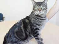 Natalio - bildhübscher, geselliger Kater - Wilhelmsfeld