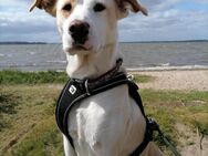 Charakterhund mit großem Herz - Breiholz