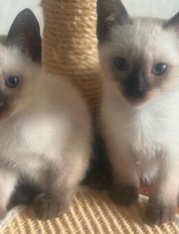 Siam Kitten 1Junge und 1 Mädchen geb 1.09.2025 - Rostock Brinckmansdorf