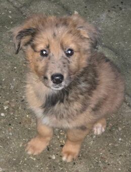 Australian shepherd und Malinois welpen - Eisleben (Lutherstadt)