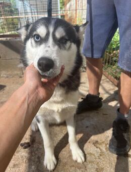 Hanna - Husky Mix Hündin sucht Familie - Köln