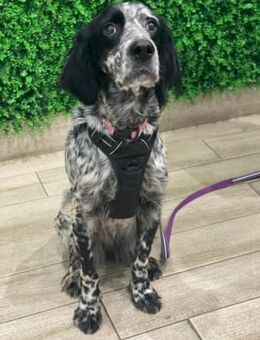 Diana 🩷🩷🩷 sucht ihr eigenes Zuhause - Herxheim (Landau)