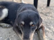 freundl. Pepper sucht dringend Pflegest. - Berlin