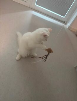 Liebevoller Kater sucht neues Zuhause - Göttingen
