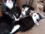 4 süße Baby Kätzchen Heilige Birma-Mix Kitten zu verkaufen. - Neustadt (Sachsen)