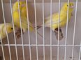 Kanarienmännchen fleissige Sänger in 33758