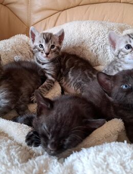 Fantastische Bengal Kitten, silver, smoke und melanistic - Haßloch