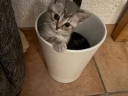 BKH KuschelKitten suchen liebevolles Zuhause - Leverkusen