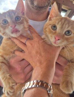 2 Kater suchen ein Zuhause - Wiesbaden Dotzheim