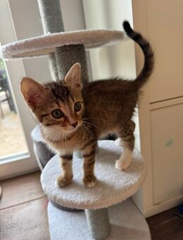 Süßes kitten Baby - Crailsheim