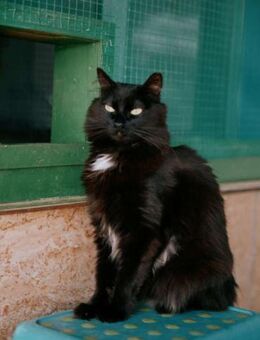 Einzelprinzessin Ayla sucht ruhiges Heim - Walluf